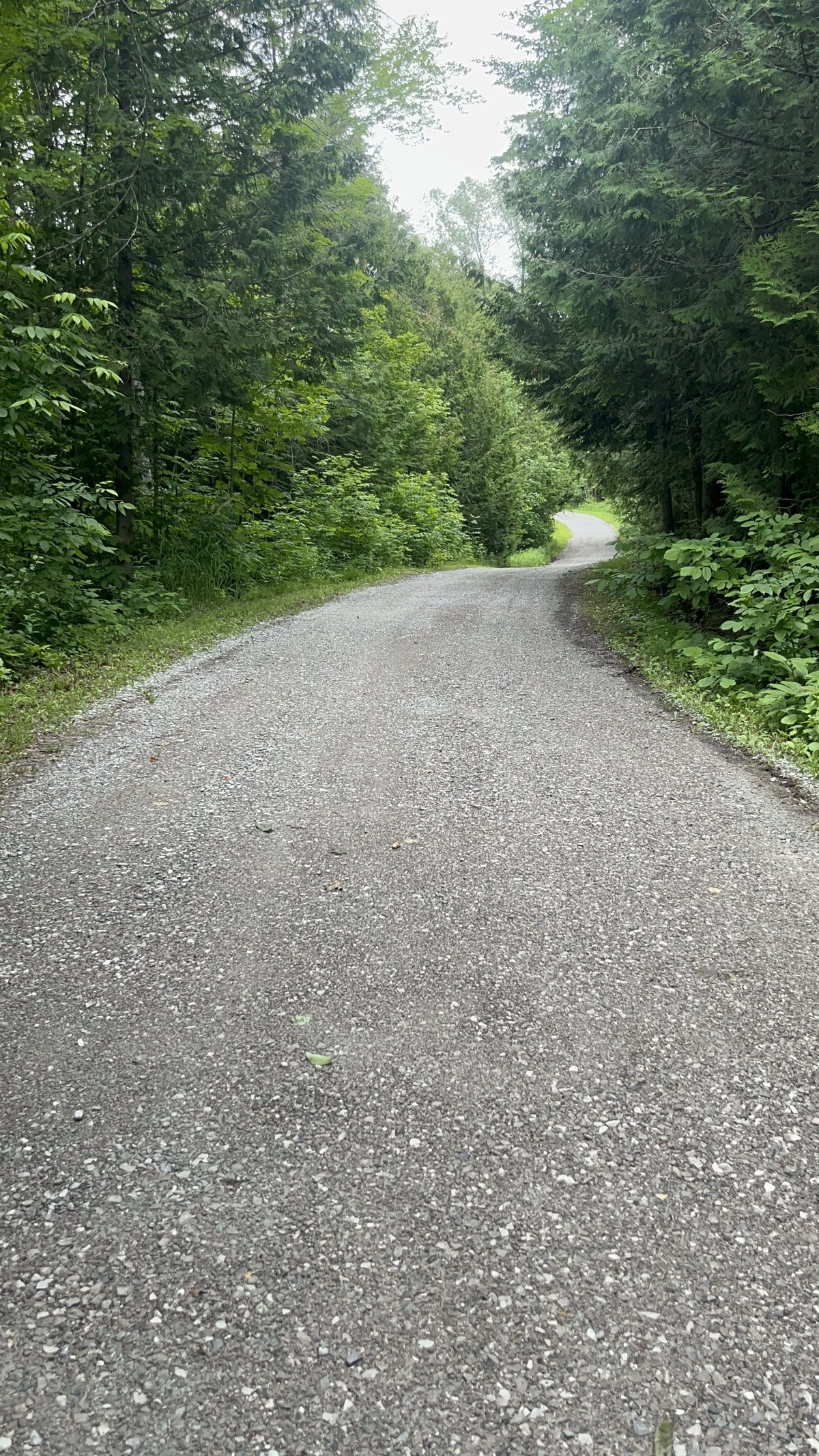 Newly graded gravel driveway through the trees